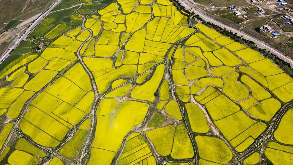 西藏墨竹工卡縣油菜農(nóng)田。