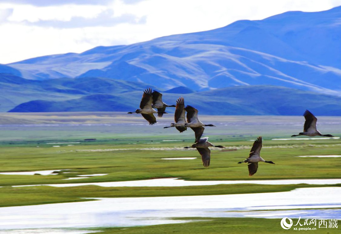 黑頸鶴在草原起舞。人民網(wǎng) 李海霞攝