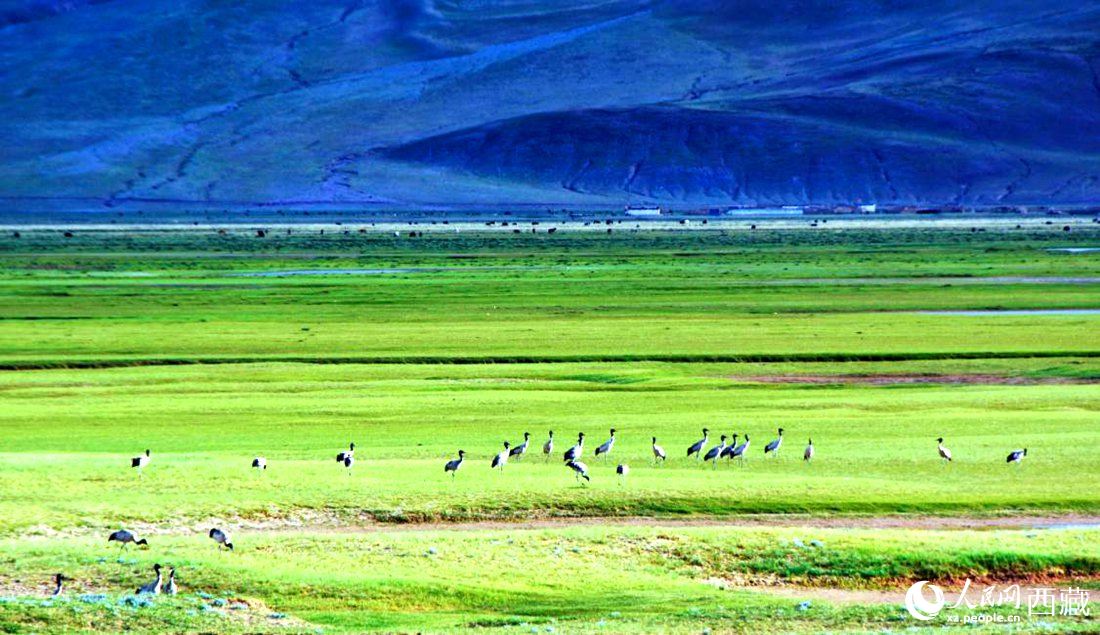 這個季節(jié)正是黑頸鶴繁殖季。人民網(wǎng) 李海霞攝