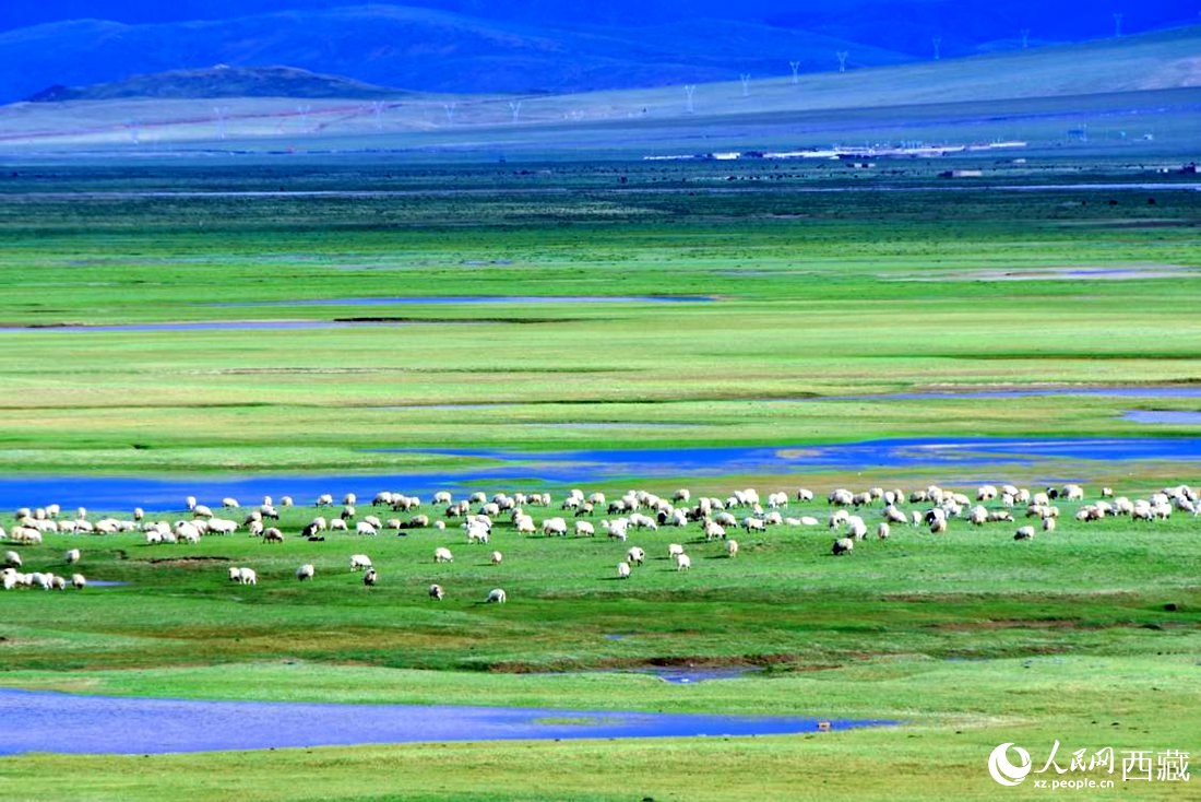 水草豐美的草原，牛羊悠閑覓食。人民網(wǎng) 李海霞攝