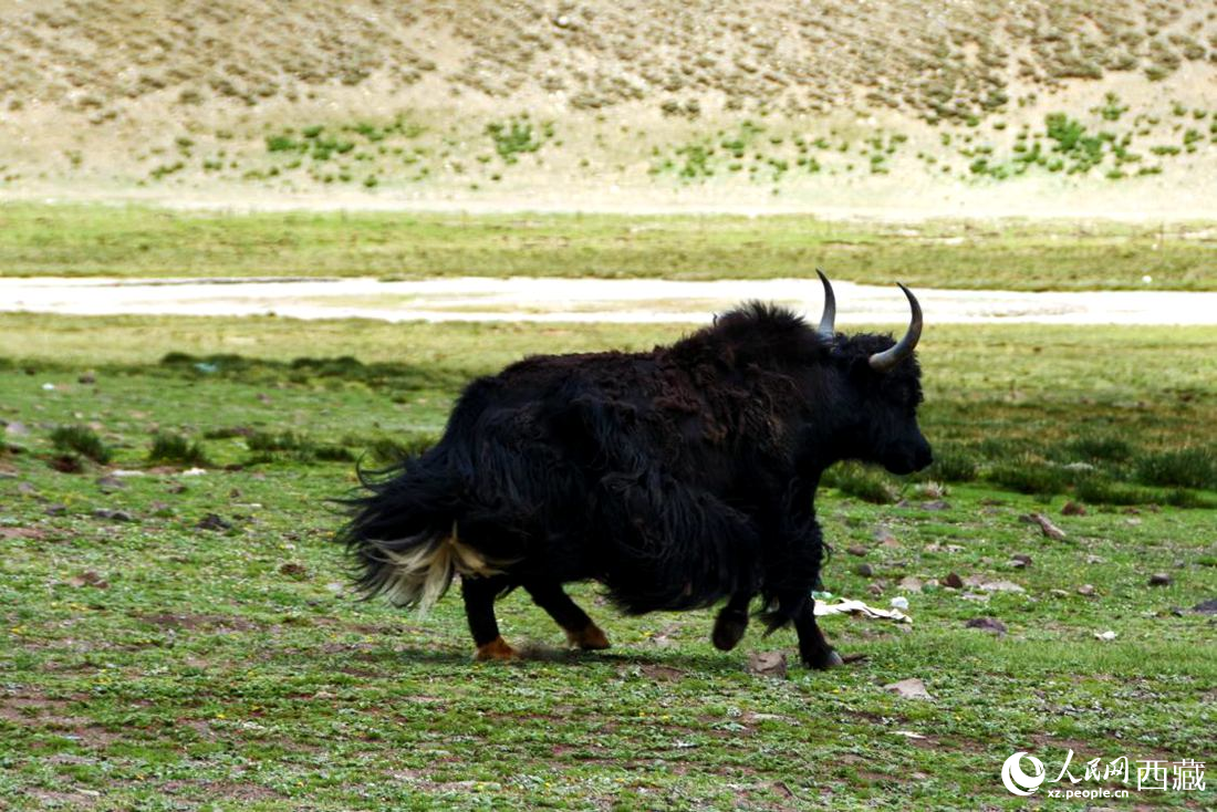 牦牛在草原撒歡兒。人民網(wǎng) 李海霞攝