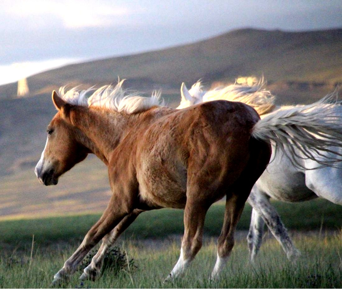 草原上奔騰的馬兒。普布桑杰攝