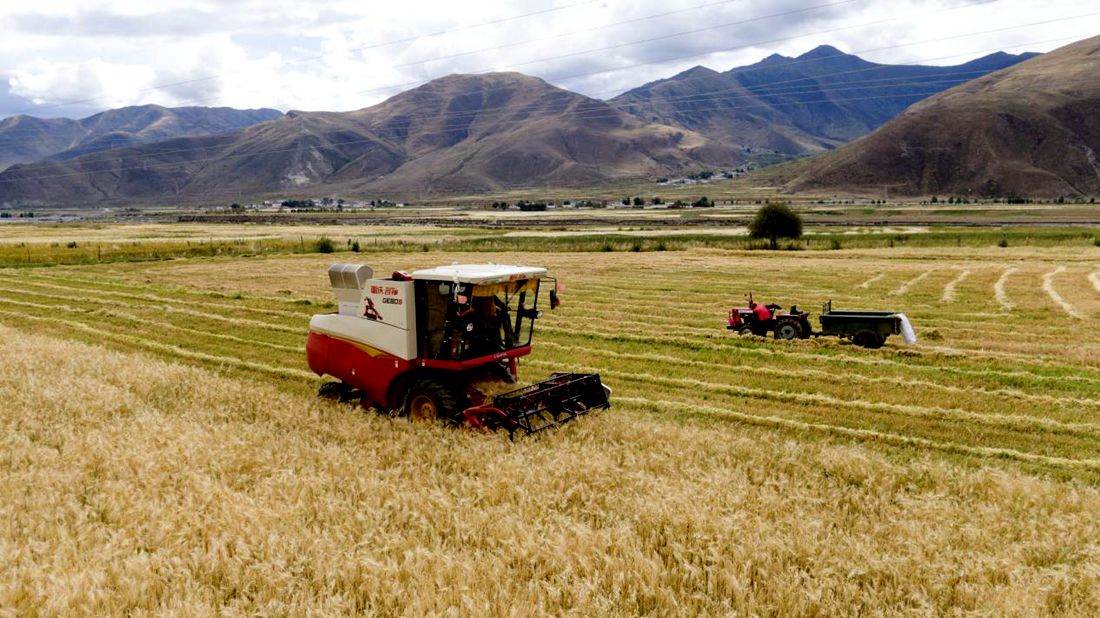 抗疫情、保秋收。洛克攝