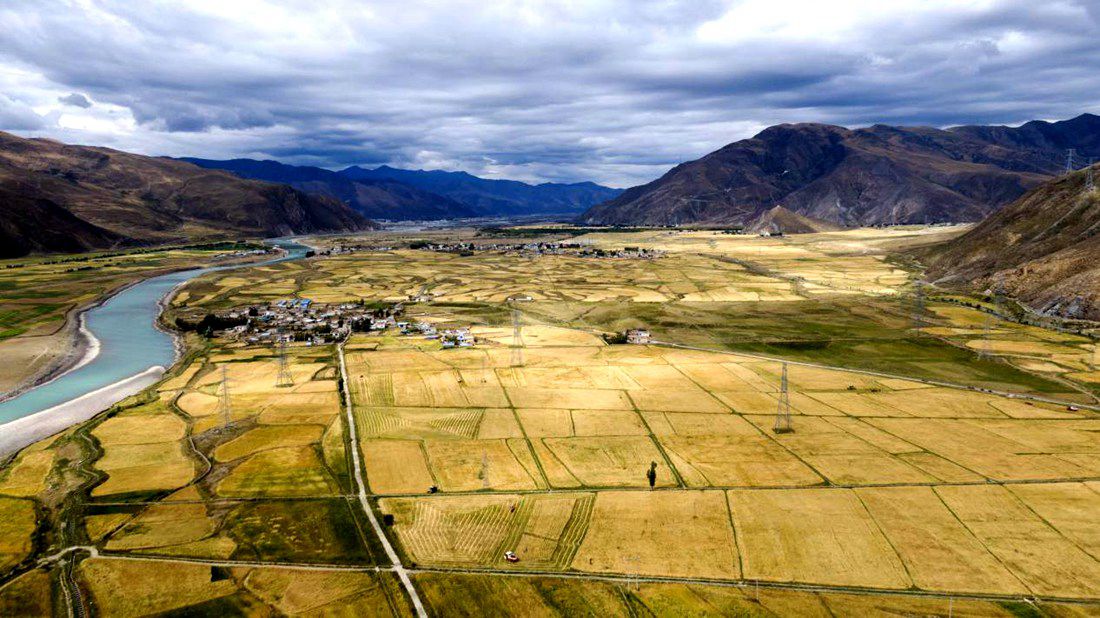 等待豐收的田野。洛克攝