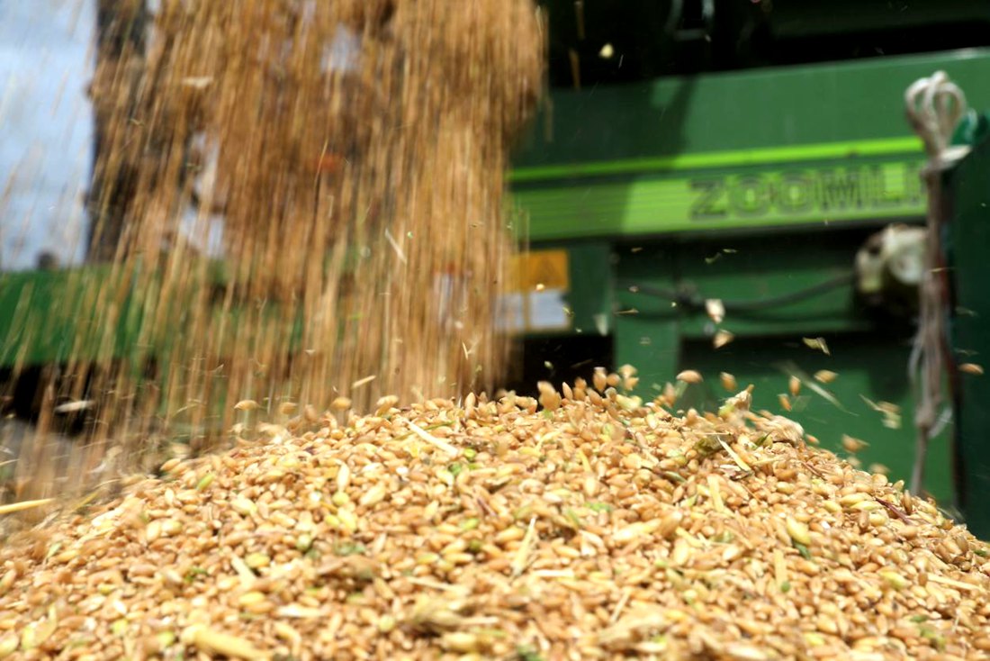 承載著希望的青稞，顆粒歸倉。洛克攝