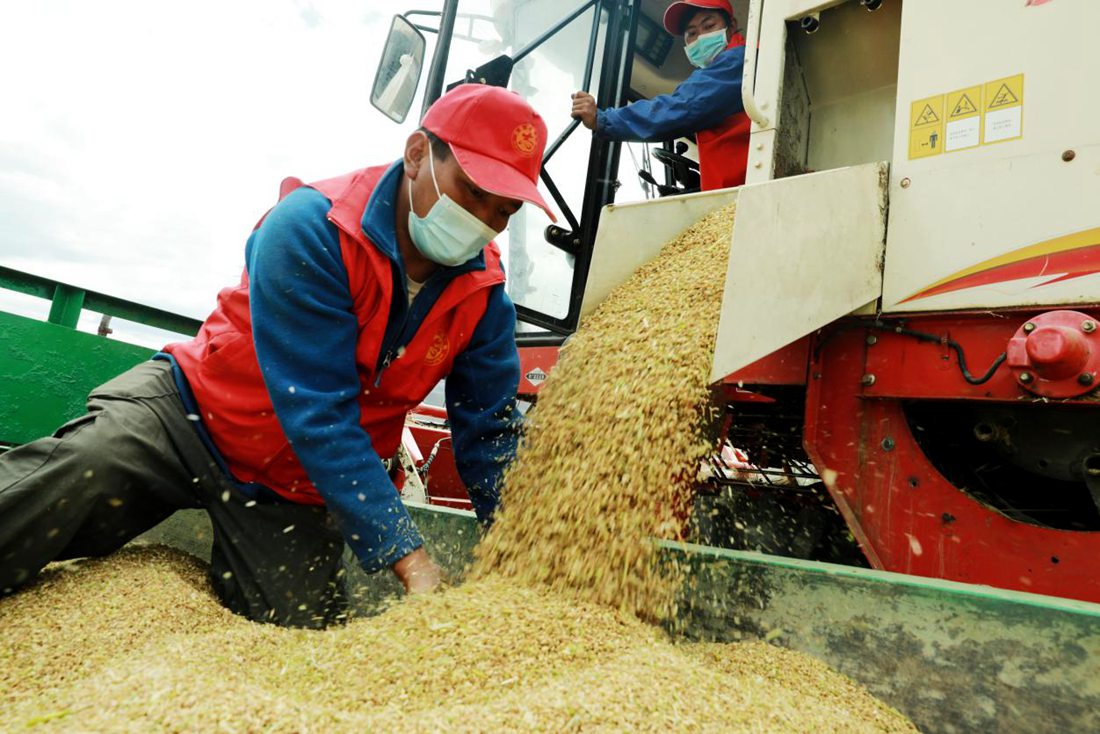 疫情之下，志愿者是田間最美的風景。洛克攝