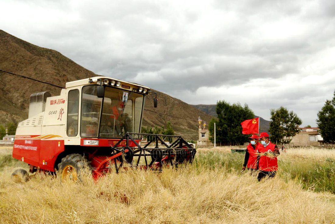 陣陣機械的轟鳴聲傳來豐收的喜悅。洛克攝
