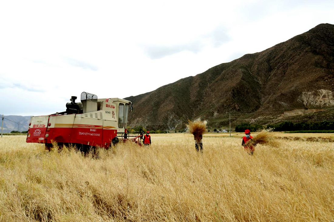 希望的田野。洛克攝