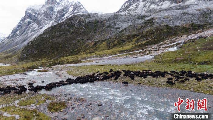 圖為轉(zhuǎn)場中的牦牛。　洛克 攝