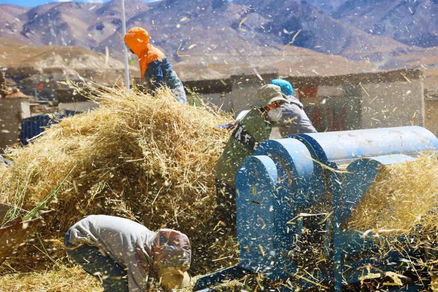 西藏吉?。簬愠两襟w驗秋收打場