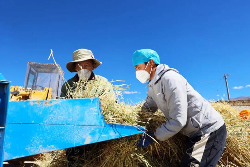 西藏吉?。簬愠两襟w驗秋收打場【4】