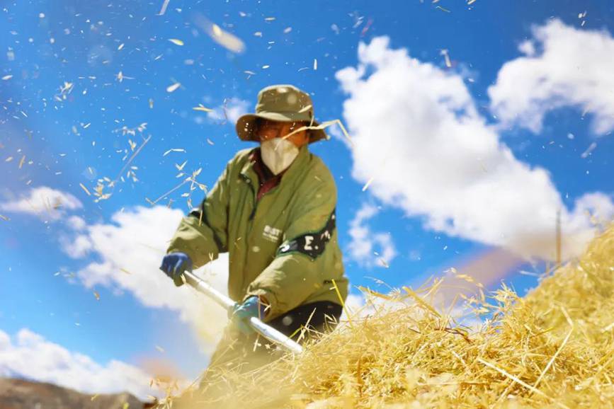 西藏吉?。簬愠两襟w驗秋收打場【5】