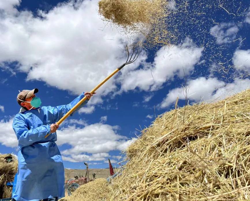 西藏吉?。簬愠两襟w驗秋收打場【6】