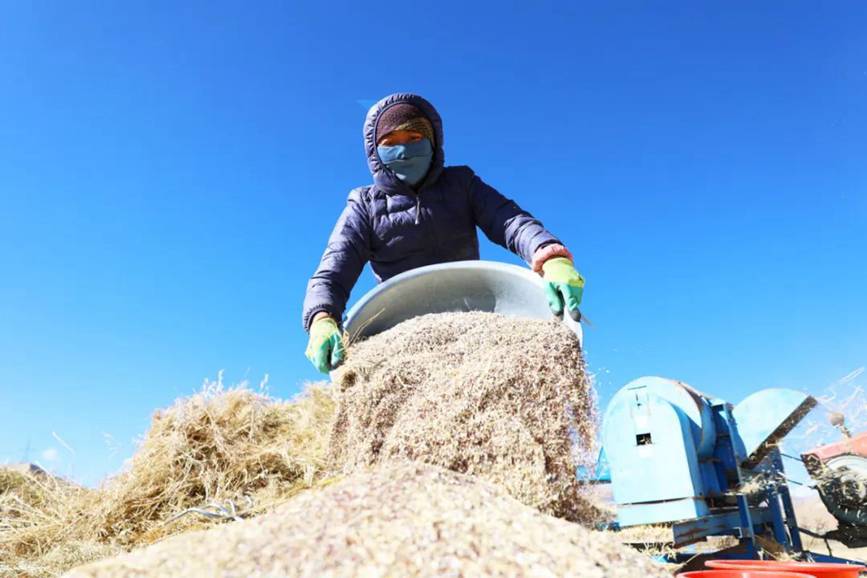 西藏吉?。簬愠两襟w驗秋收打場【8】