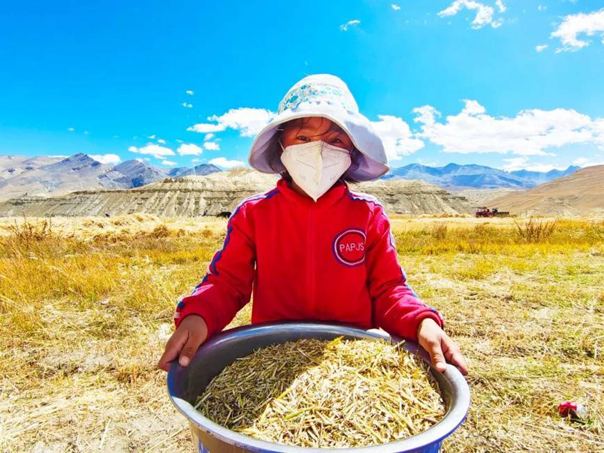 西藏吉?。簬愠两襟w驗秋收打場【9】