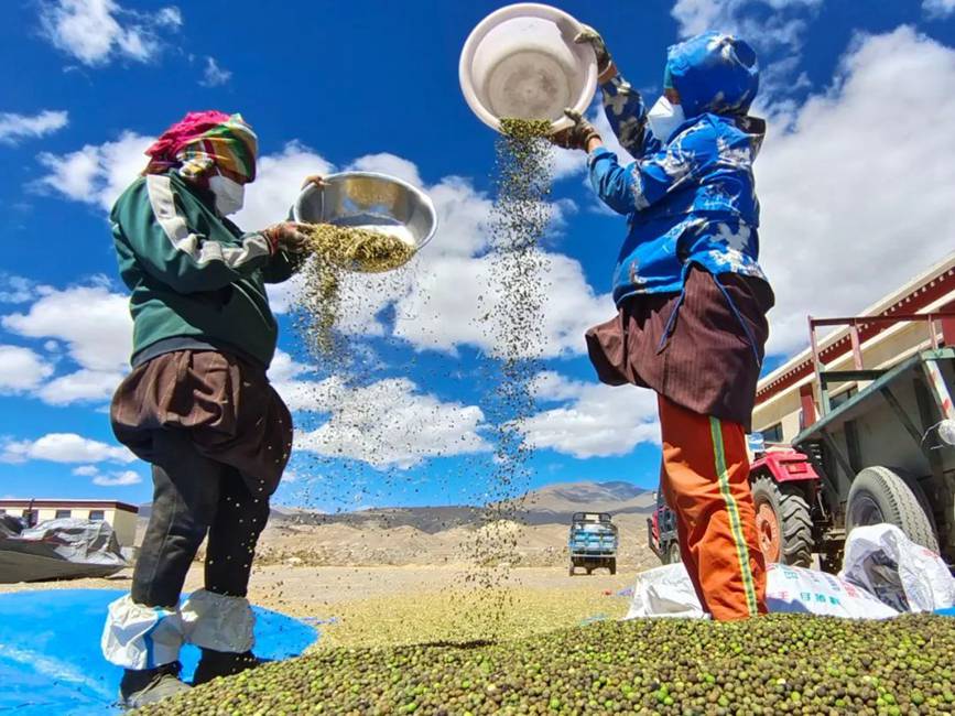 西藏吉?。簬愠两襟w驗秋收打場【10】