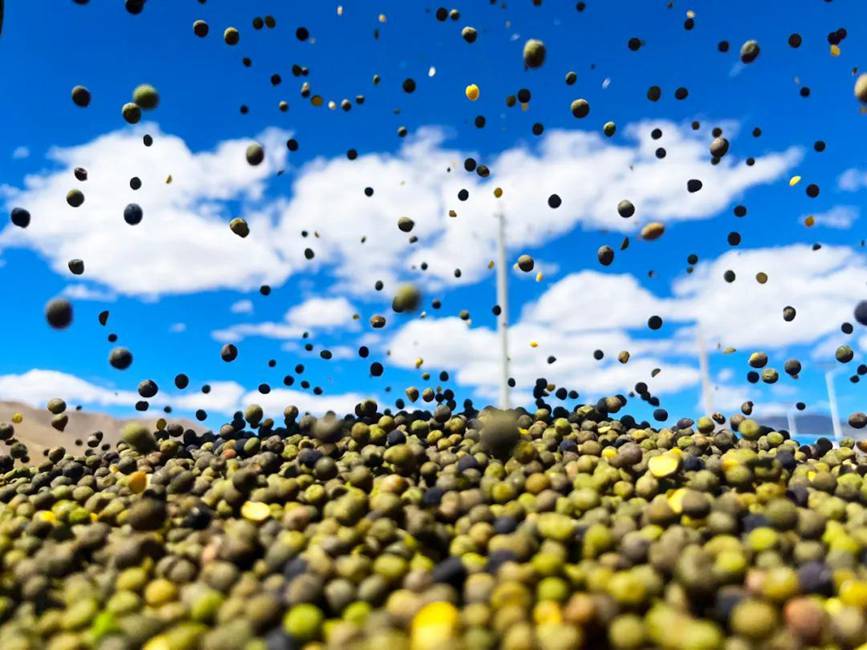 西藏吉?。簬愠两襟w驗秋收打場【14】