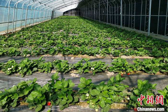 圖為10月21日，康馬縣薩馬達(dá)鄉(xiāng)高原溫室大棚內(nèi)的草莓長(zhǎng)勢(shì)良好。<a target='_blank' href='/'><p  align=