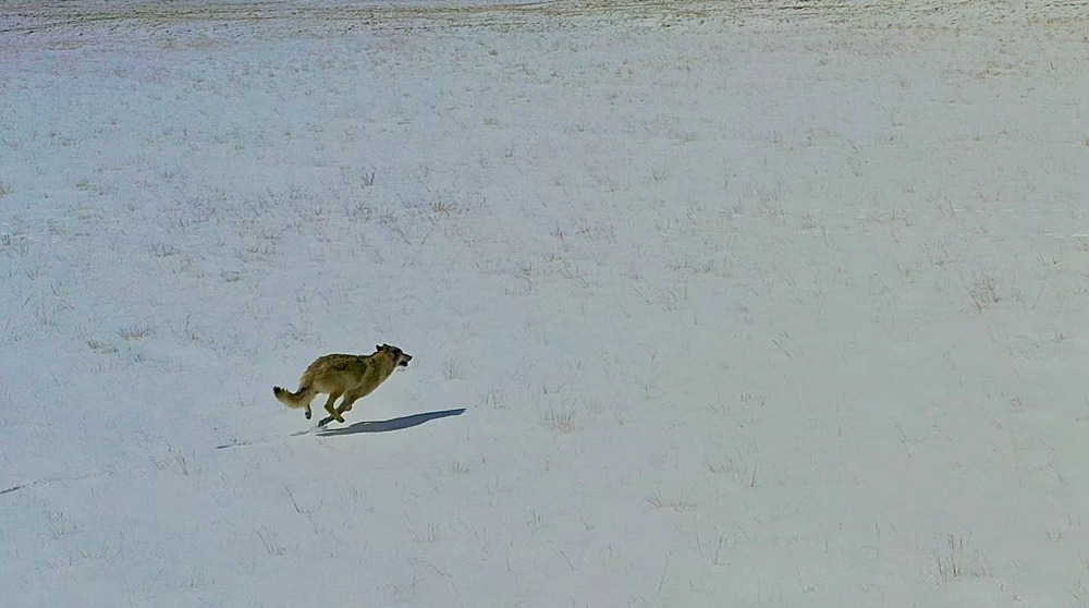 雪地里疾馳的阿里“狼”。