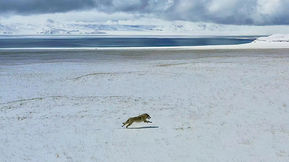 雪地里疾馳的阿里“狼”。