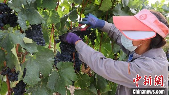 圖為當?shù)卮迕癫烧咸?。　山南桑日縣委宣傳部提供