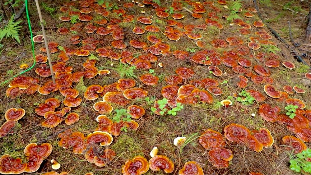 靈芝長(zhǎng)勢(shì)喜人。