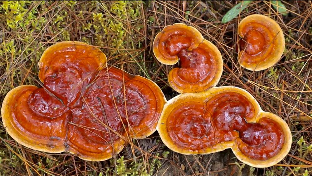 破土而出的靈芝宛如一把把撐開的“小雨傘”。