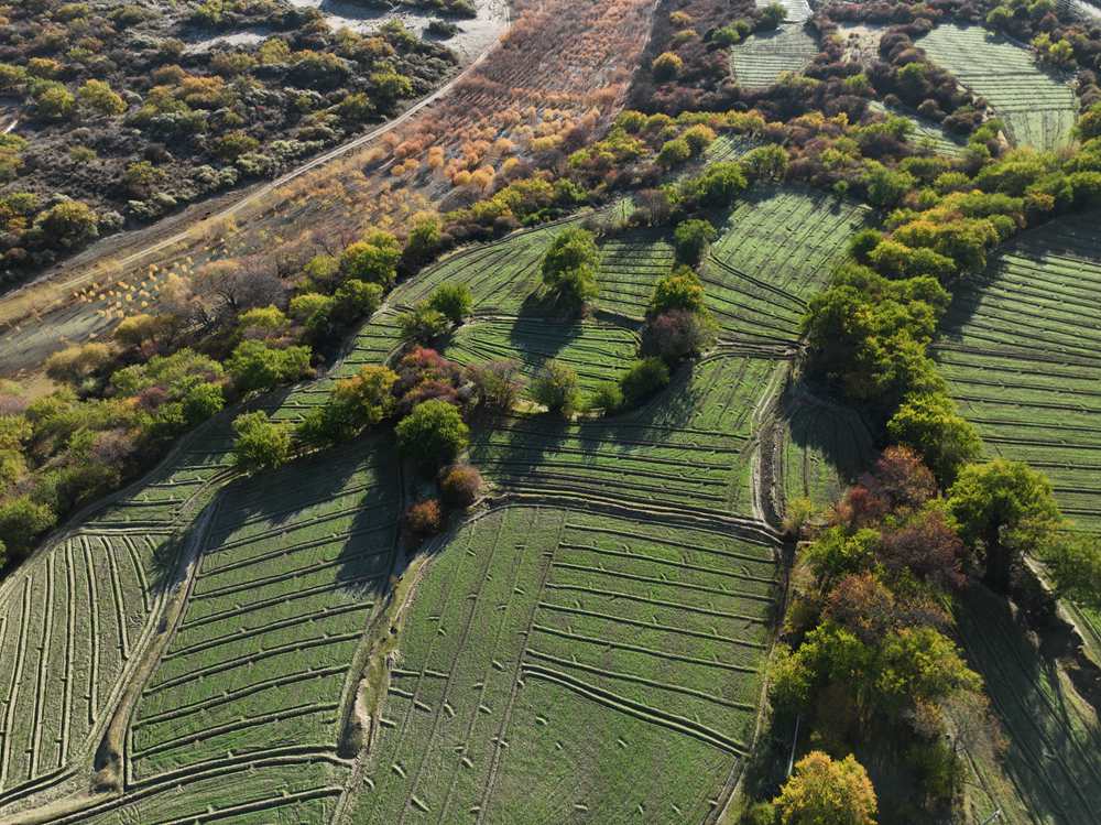 雅魯藏布江畔的高原梯田。