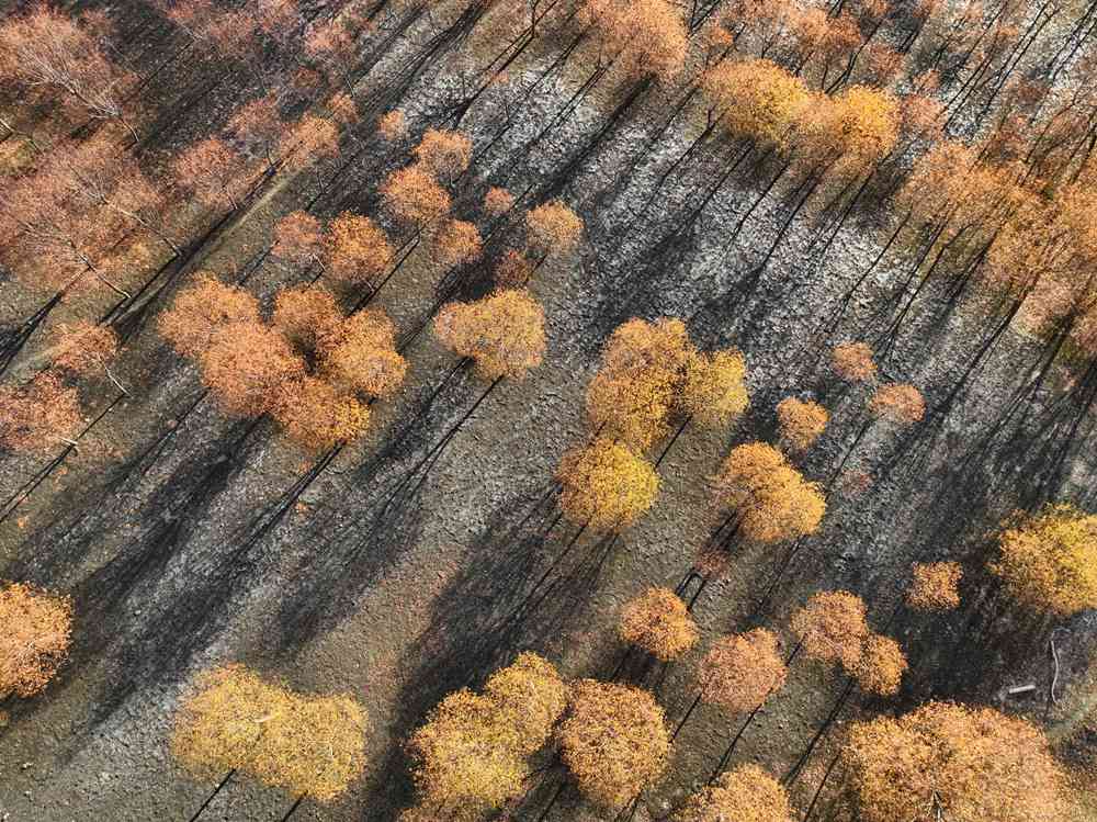 入冬時節(jié)，雅魯藏布江畔的樹林一片金黃。