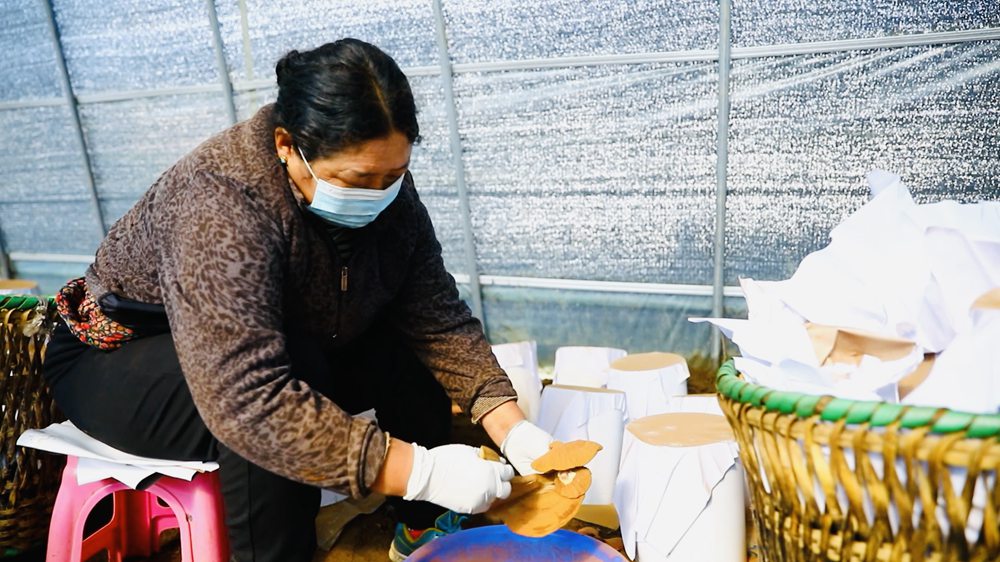 采收靈芝孢子粉。