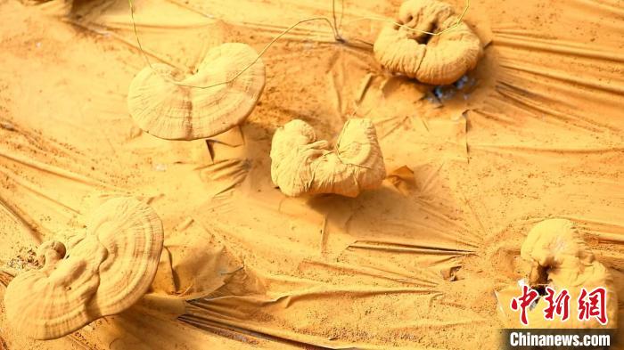 圖為靈芝基地內(nèi)孢子粉布滿塑料膜?！〉录?攝