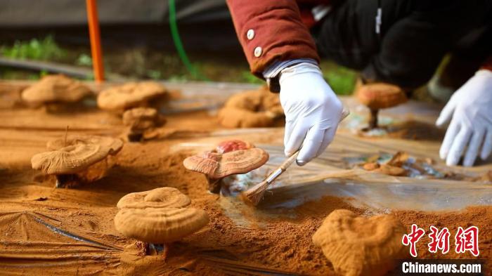 圖為農(nóng)民采收靈芝孢子粉?！〉录?攝