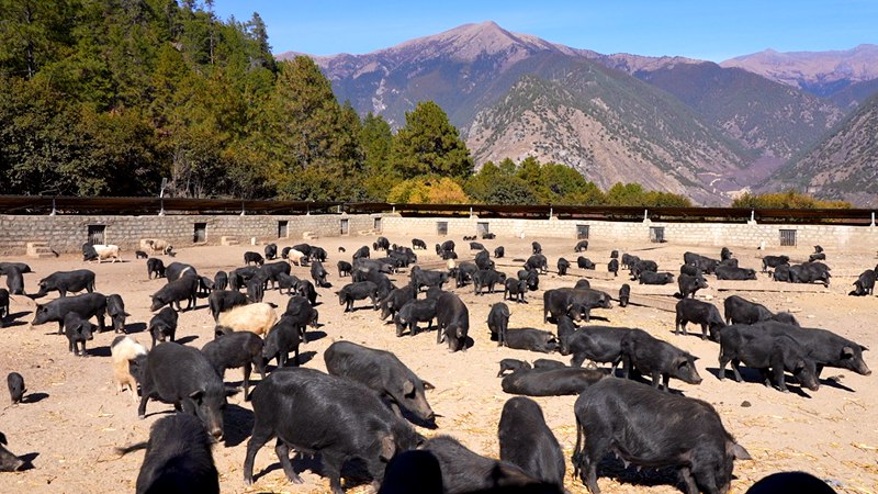 養(yǎng)殖基地里的藏香豬。