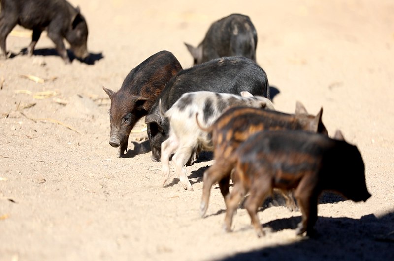 藏香豬在覓食。