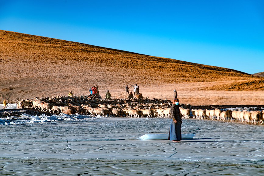 牧民趕著羊群，準備通過冰面。 覃穎華攝