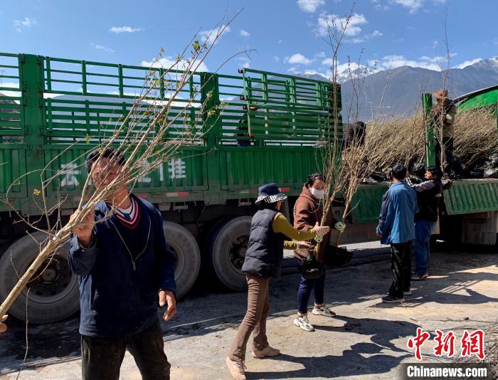 民眾搬運苗木。　昌都市芒康縣委宣傳部供圖