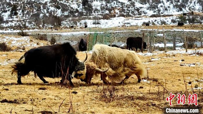 圖為角木那村生態(tài)散養(yǎng)的牦牛正在嬉戲?！“蜕Ｇ?　攝