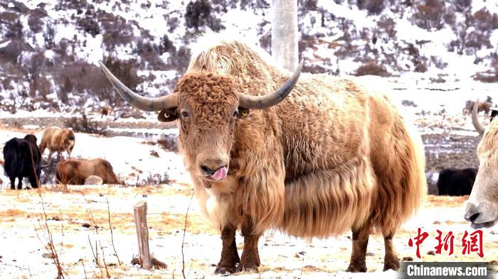 圖為角木那村生態(tài)散養(yǎng)的牦牛。　巴桑曲扎 　攝