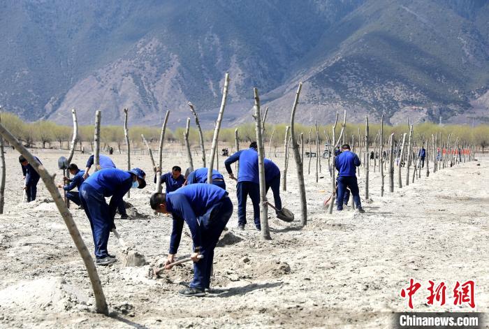 林芝市巴宜區(qū)森林消防中隊志愿服務隊熱火朝天的植樹現場。　西繞拉翁 攝