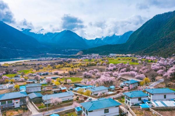 人間桃花源！林芝桃花有多絕？