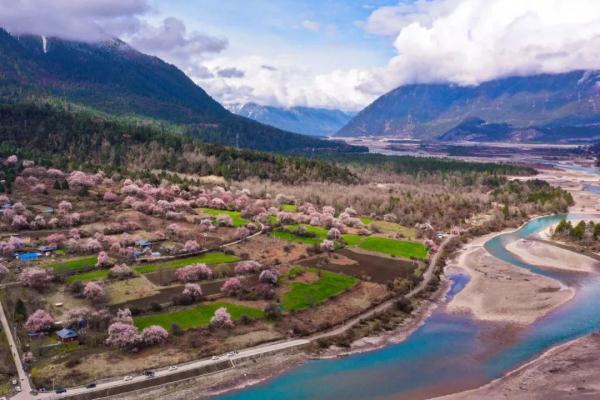 人間桃花源！林芝桃花有多絕？