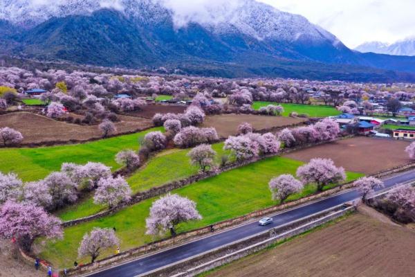 人間桃花源！林芝桃花有多絕？
