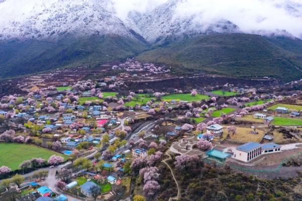 人間桃花源！林芝桃花有多絕？