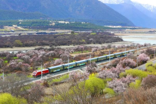 人間桃花源！林芝桃花有多絕？