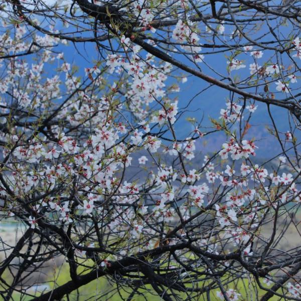 人間桃花源！林芝桃花有多絕？
