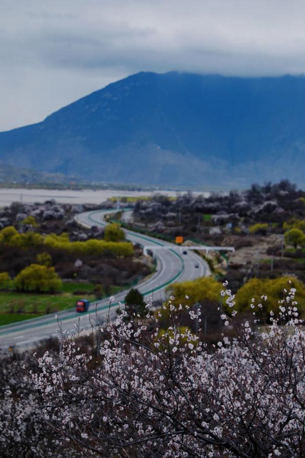 人間桃花源！林芝桃花有多絕？
