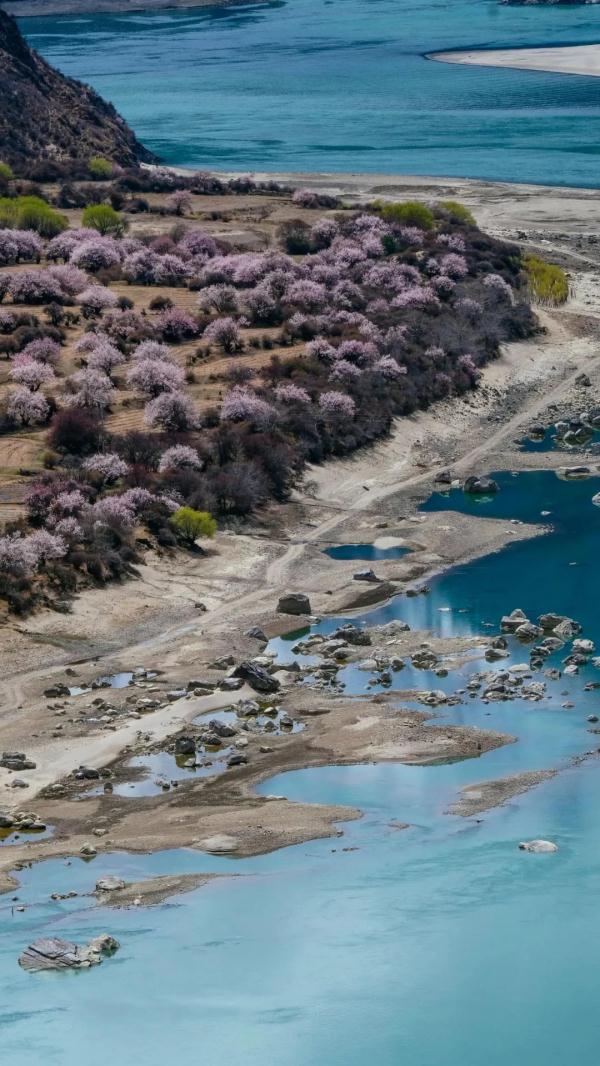 人間桃花源！林芝桃花有多絕？