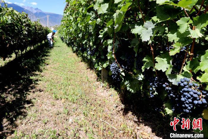 昌都芒康縣依托“兩江流域”干熱河谷地帶地理優(yōu)勢將康巴蜜橘、蘋果、甜石榴、葡萄、蜜桃等經(jīng)濟林木種植?！〔际忻⒖悼h委宣傳部供圖