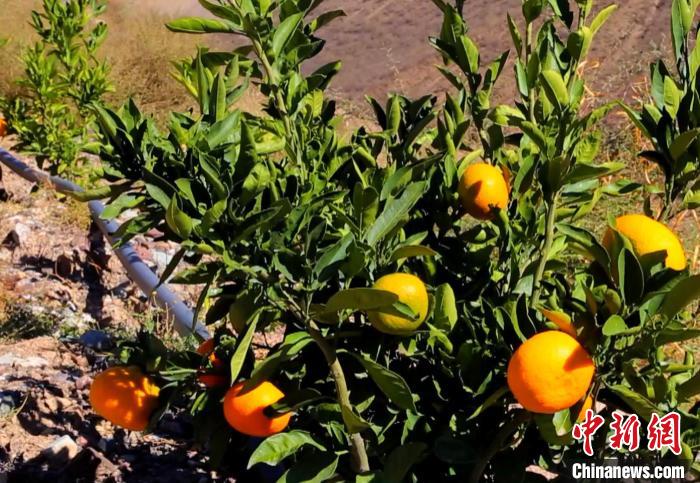 昌都芒康縣依托“兩江流域”干熱河谷地帶地理優(yōu)勢將康巴蜜橘、蘋果、甜石榴、葡萄、蜜桃等經(jīng)濟林木種植?！〔际忻⒖悼h委宣傳部供圖