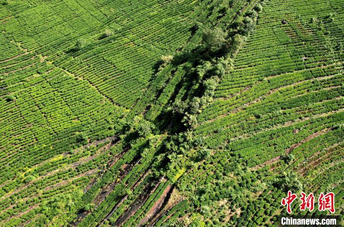 圖為西藏林芝市墨脫縣果果塘大拐彎附近的茶田。(無人機照片) 李林 攝